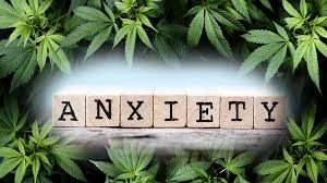 Study: Cannabis Products Safe and Effective in Treating Generalized Anxiety Disorder