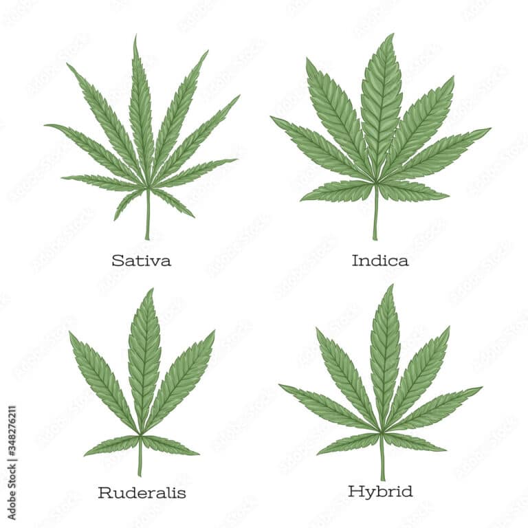 Different cannabis leaves: green, serrated, palmate, and lobed. Varying shapes and sizes, showcasing the diversity of this plant.
